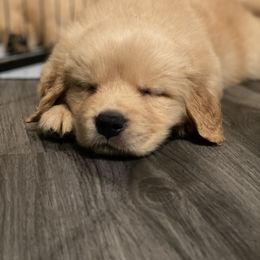 Golden Retriever and Siberian Husky Puppies from Nevani Goldens & Siberians