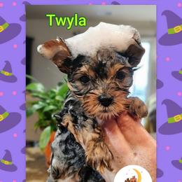 Twyla - Black and tan female Yorkshire Terrier puppy in Moses Lake, Washington from Harmony Hills Yorkies