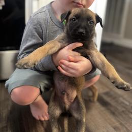 Ranger - Yellow male Dutch Shepherd puppy in Clarksville, Tennessee from Vuurhart Herders