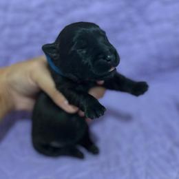 Bruce - Brindle male Scottish Terrier puppy in Stanford, Kentucky from Bluegrass Scottish Terriers