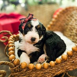 Sugar - Tri-color female Bernedoodle puppy in Russell Springs, Kentucky from 270 Doodles