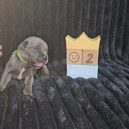 Lime green - Gray brindle male Cane Corso puppy in Fritch, Texas from Carrie Brown's Cane Corsos