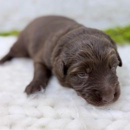 Promise - Yellow Collar - Red tri-color female Australian Shepherd puppy in San Marcos, California from Faith Family Freedom Farm