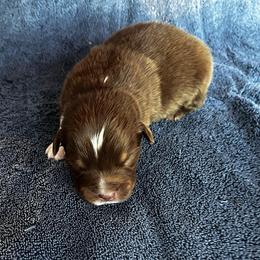 Twix - Red tri-color male Australian Shepherd puppy in Hubbard, Texas from Poston Paddock Aussies LLC