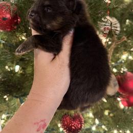 Elfie - Black and tan male Pomeranian puppy in Orange Grove, Texas from Davis Poms