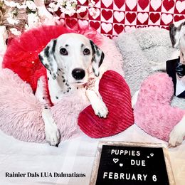 Dalmatian Puppies from Rainier DALS LUA Dalmatians of Washington