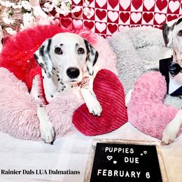 Dalmatian Puppies from Rainier DALS LUA Dalmatians of Washington