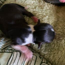 Tom Cruz - Black and white male Chihuahua puppy in Red Bluff, California from Aye Chihuahua
