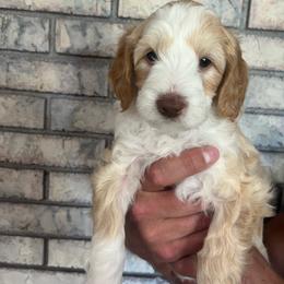 Creek - Red phantom male Aussiedoodle puppy in Nephi, Utah from Peachydoodlepups