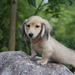 Ivan is 5000dollars - Cream male Dachshund puppy in Crystal, Michigan from Mare-bella Dachshunds