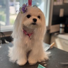 Dede - Maltese