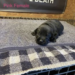 Girl 1 - Black Labrador Retriever puppy in Denham Springs, Louisiana from Obedience 2 Death