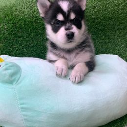 Pomsky Puppies from Liberty Pomsky