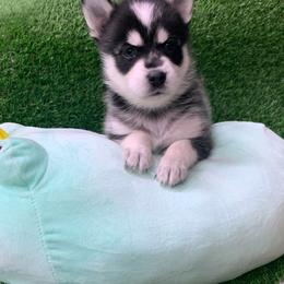 Pomsky Puppies from Liberty Pomsky