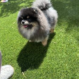 Pomeranian puppies from Velvet-Paws Pomeranians