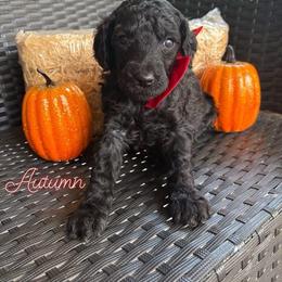 Autumn 1,605 AKC Standard Poodle - Black female Poodle puppy in Conway, Arkansas from Arkansas River Poodles