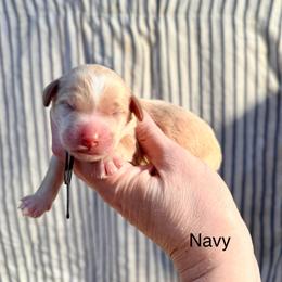 Aspen (navy) - Buff female Cockapoo puppy in Denver, Pennsylvania from Greenview Puppies