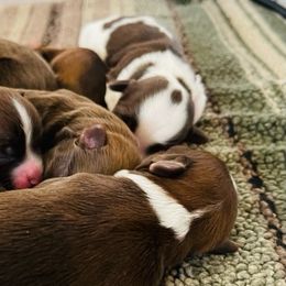 Havanese Puppies from Havareese Havanese