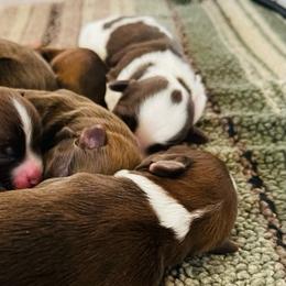 Havanese Puppies from Havareese Havanese