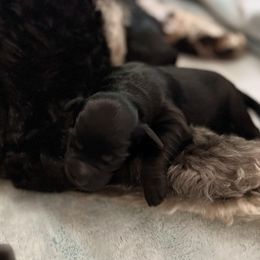 Goldendoodle and Poodle Puppies from SnickerDoodlePups