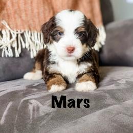 Mars - Brown and white male Bernedoodle puppy in Hudson, Indiana from TurkeyCreek-K9