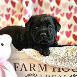 Girl 1 - Labrador Retriever puppy from Salt Run Retrievers