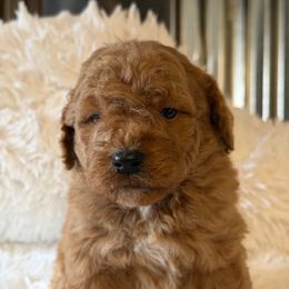 Male 3 - Red  male Goldendoodle puppy in Haleyville, Alabama from Susan’s Prefurred Doodles