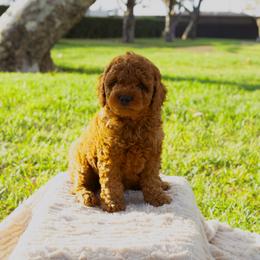 Maui - Red  male Poodle puppy in Los Angeles, California from Exquisite Doodles