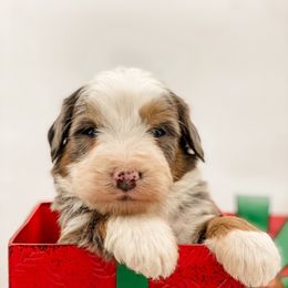 Pumpkin Pie - Blue merle male Bernedoodle puppy in Hudson, Indiana from TurkeyCreek-K9