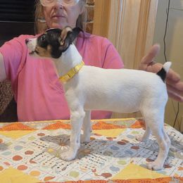 Hippie - Toy Fox Terrier