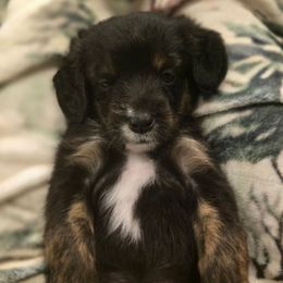 Katherine - Black female Double Doodle puppy in Prescott Valley, Arizona from Ramirez Family Doodles