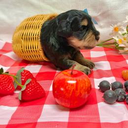 Myers - Salt and pepper female Miniature Schnauzer puppy in Huntington, Utah from Schnauzers on Robinson Lane