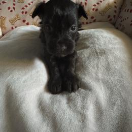 Cocoa - Liver female Miniature Schnauzer puppy in Pearland, Texas from K & S Schnauzers