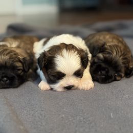 Shih Tzu puppies from Between The Creeks Farmstead