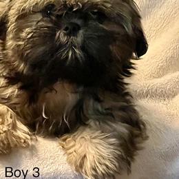 Boy 2 - Sable and white male Shih Tzu puppy in Rock, West Virginia from Willow Tree Haven Shih Tzu