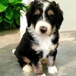 Paddy - Tri-color male Bernedoodle puppy in Huntsville, Alabama from Falcon Ridge Doodles