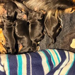 Black and Tan Female 2 - Black and tan female Dachshund puppy in Medina, Ohio from STORIED DOXIES