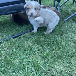 Australian Shepherd Puppies from Quiet Cove Kennels