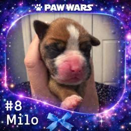 Milo - Fawn male Boxer puppy in Ocala, Florida from Bowers Boxers