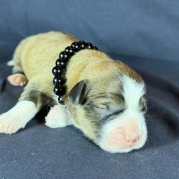 Onyx - Black Collar Male - Sable male Pembroke Welsh Corgi puppy in Victoria, Texas from Clear Creek Corgis