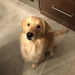 Cake - Golden Retriever