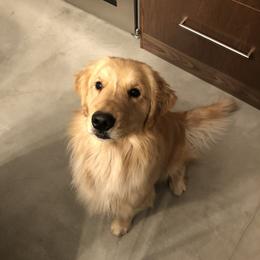 Cake - Golden Retriever