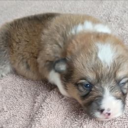Memphis - Sable male Pembroke Welsh Corgi puppy in Checotah, Oklahoma from Skoal Creek Corgi's