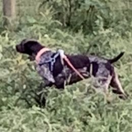 Luna - German Shorthaired Pointer