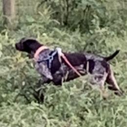 Luna - German Shorthaired Pointer