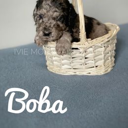 Goldendoodle Puppies from Ivie Mountain Doodles