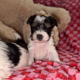 Lola - Yorkshire Terrier puppy from Melrey's paws