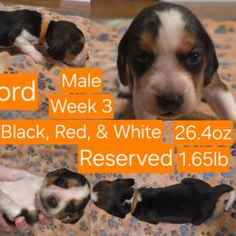 Buford Orange Male - Black red and white male Beagle puppy in Bemidji, Minnesota from Nse Farms Beagles