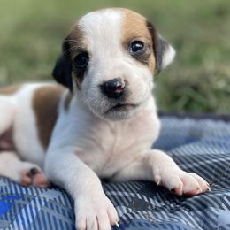 Girl 6 - American Foxhound puppy in Waxhaw, North Carolina from Setting Sun Kennel