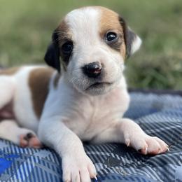 Girl 6 - American Foxhound puppy in Waxhaw, North Carolina from Setting Sun Kennel